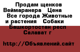 Продам щенков Веймаранера › Цена ­ 30 - Все города Животные и растения » Собаки   . Башкортостан респ.,Салават г.